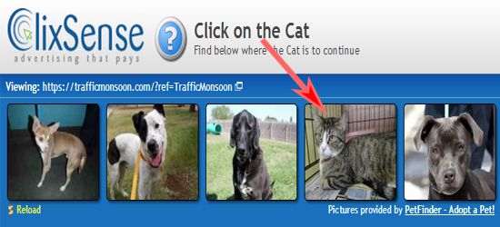 Click On The Cat